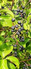 Cornus sanguinea
