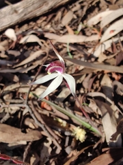 Caladenia saccharata