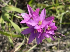 Ixia micrandra