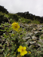 Potentilla