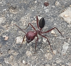 Cataglyphis nodus