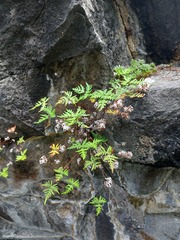 Aleuritopteris argentea