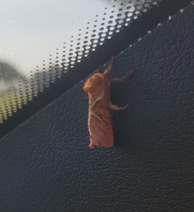 Triodia sylvina