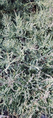 Suaeda