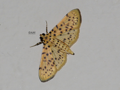 Conogethes punctiferalis