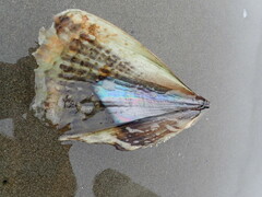 Atrina zelandica