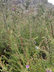 Prostanthera decussata