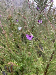 Prostanthera decussata