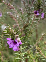 Prostanthera decussata
