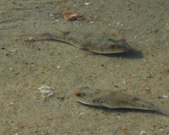 Tetractenos hamiltoni