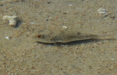 Tetractenos hamiltoni