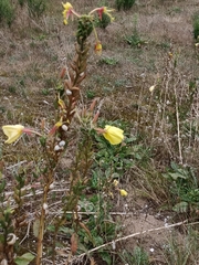 Oenothera