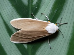 Creatonotos wilemani