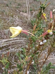 Oenothera