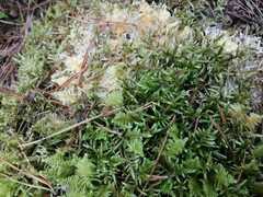 Pleurozium schreberi