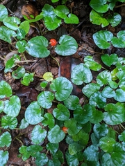 Geophila