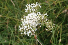 Valeriana officinalis