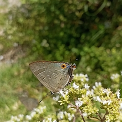 Deudorix epijarbas