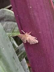Herpetogramma licarsisalis