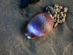 Lyncina vitellus