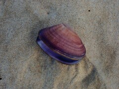 Latona deltoides