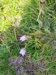 Campanula barbata