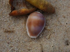Erronea subviridis