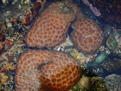 Palythoa tuberculosa