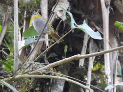 Chlorospingus flavigularis