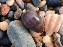 Purpuradusta gracilis