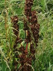 Rumex aquaticus