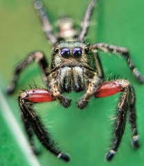 Hyllus diardi