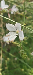 Oenothera lindheimeri