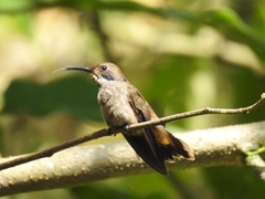 Colibri delphinae