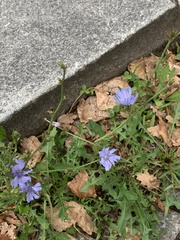 Cichorium intybus