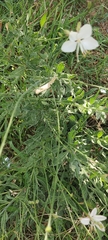 Oenothera lindheimeri