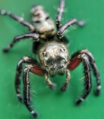 Hyllus diardi