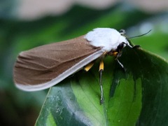 Creatonotos wilemani