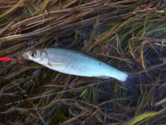 Leuciscus leuciscus