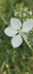 Oenothera lindheimeri