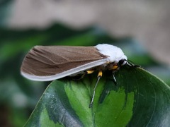 Creatonotos wilemani