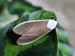 Creatonotos wilemani