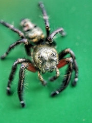 Hyllus diardi