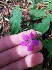 Geranium palustre