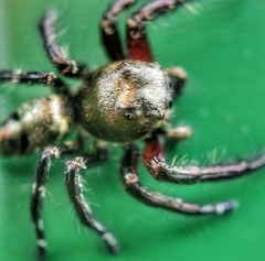 Hyllus diardi
