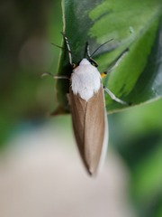 Creatonotos wilemani