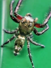 Hyllus diardi
