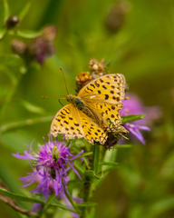 Argynnis adippe