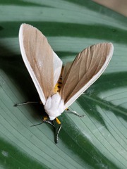 Creatonotos wilemani