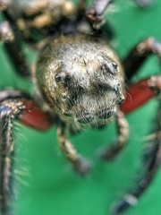 Hyllus diardi